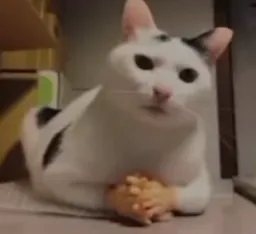 گربه در حال تفکر