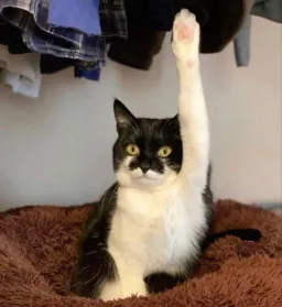 اعلام حضور گربه