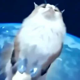 پرواز گربه