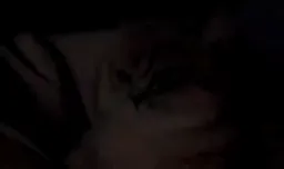 واکنش صادقانه ی گربه گنگ