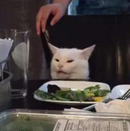 Dinning table Cat