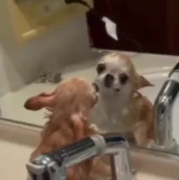 dog look at his face in toilet mirror