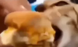 تعجب گربه بعد از خوردن همبرگر