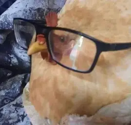 nerd chicken