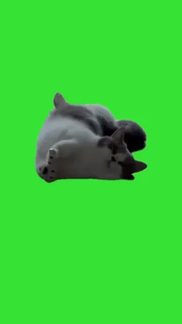 cat yawn green curtain