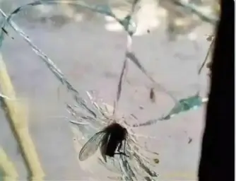 Fly in glass window