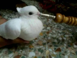 کفتر درحال قلیان کشیدن