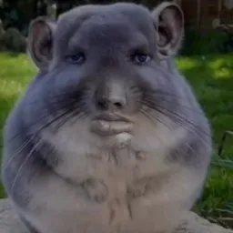 موش انسان نما