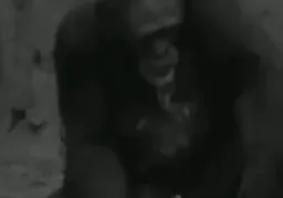 سیگار کشیدن گوریل