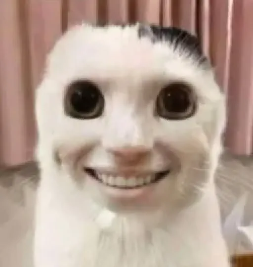 goofy ahh laugh cat meme