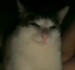 نگاه مرموز گربه به دوربین