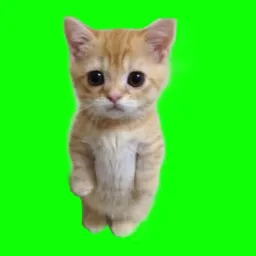 گربه مظلوم پرده سبز