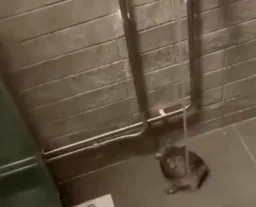 رقص لاکپشت زیر آب