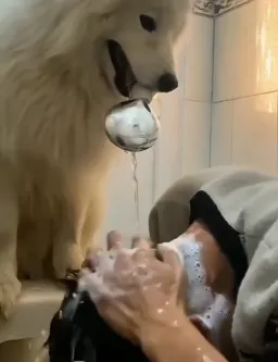 man washing his hairs and dog peeing on him