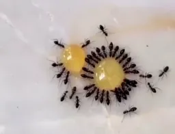کلم گیر کرده - مورچه