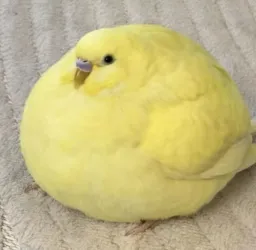 مرغ عشق چاق