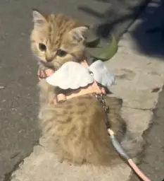 A cat with a wing like collar