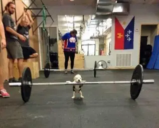 Bodybuilder dog