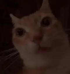 Surprising cat