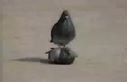 یک کفتر روی کمر یک کفتر دیگر