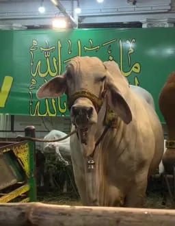 animal with strange face