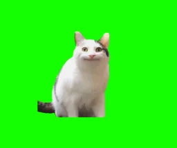 Poker Cat green screen
