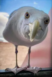 The bird staring into the camera