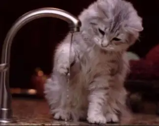 Cat testing water