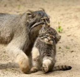 گربه ی مادر در حال گرفتن بچه ی خود