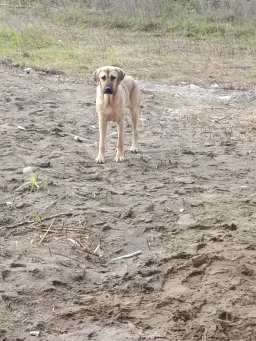 سگ ناراحت در حال نگاه کردن