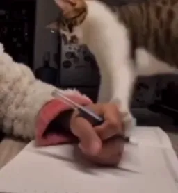 گربه درحال زدن دست پسر