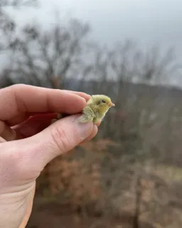 little Chick in the hands of the human