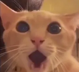 Wondering the cat