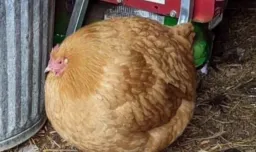 fat chicken honest reaction