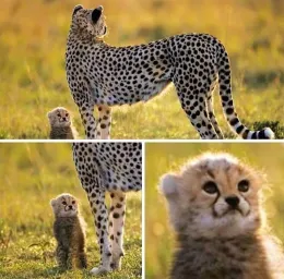 Leopard and mother