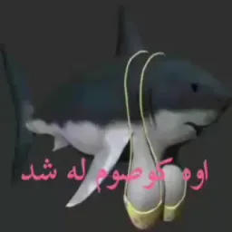 اوه کلوچم له شد