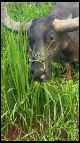 تعجب گاو هنگام غذا خوردن