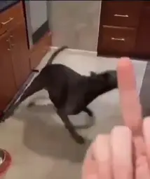 Picking up the knife by the dog