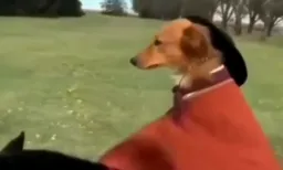 horse riding dog (better quality)