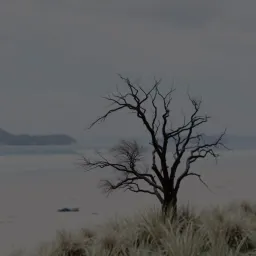 The honest reaction of the tree alone on the beach