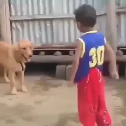 dog riding on boy