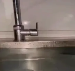 سگ شناور روی آب