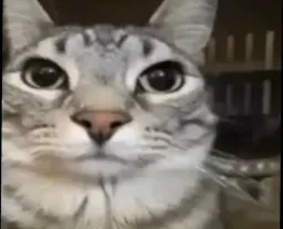 normal cat turns to dark cat
