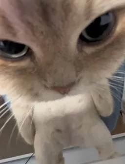 angry cat look at the camera
