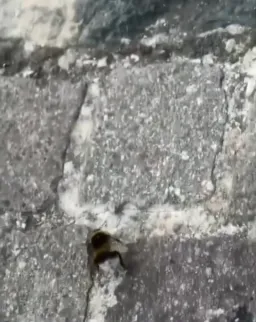 زنبور در حال شیک زدن