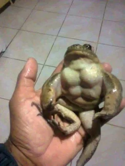 The muscular frog