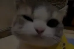 گربه درحال چشمک زدن