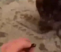 گربه دیوانه (بی کیفیت)