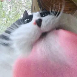 cat licking