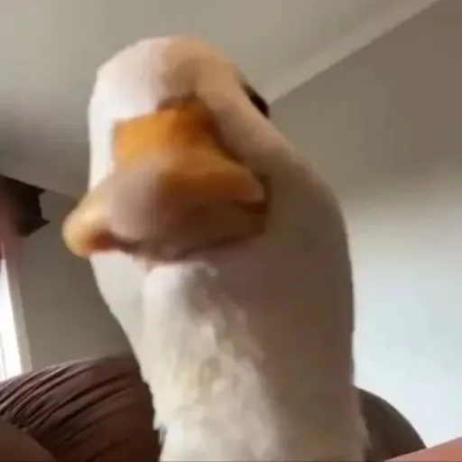 Fluffing a duck